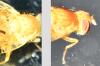 Xyphosia miliaria